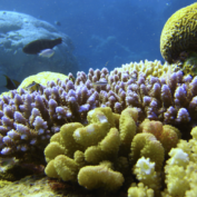 Image of the great barrier reef courtesy of NOAA